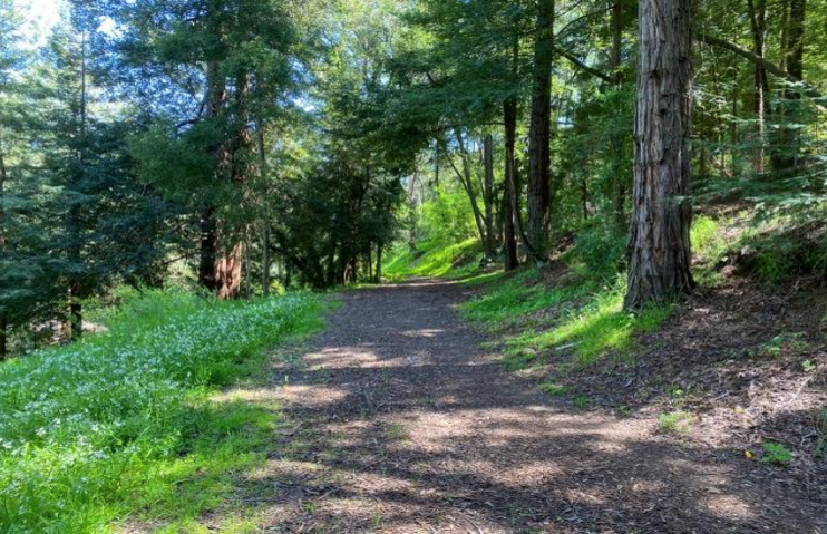 Sunlit path through Alta Woods in Hidden Valley, Corte Madera