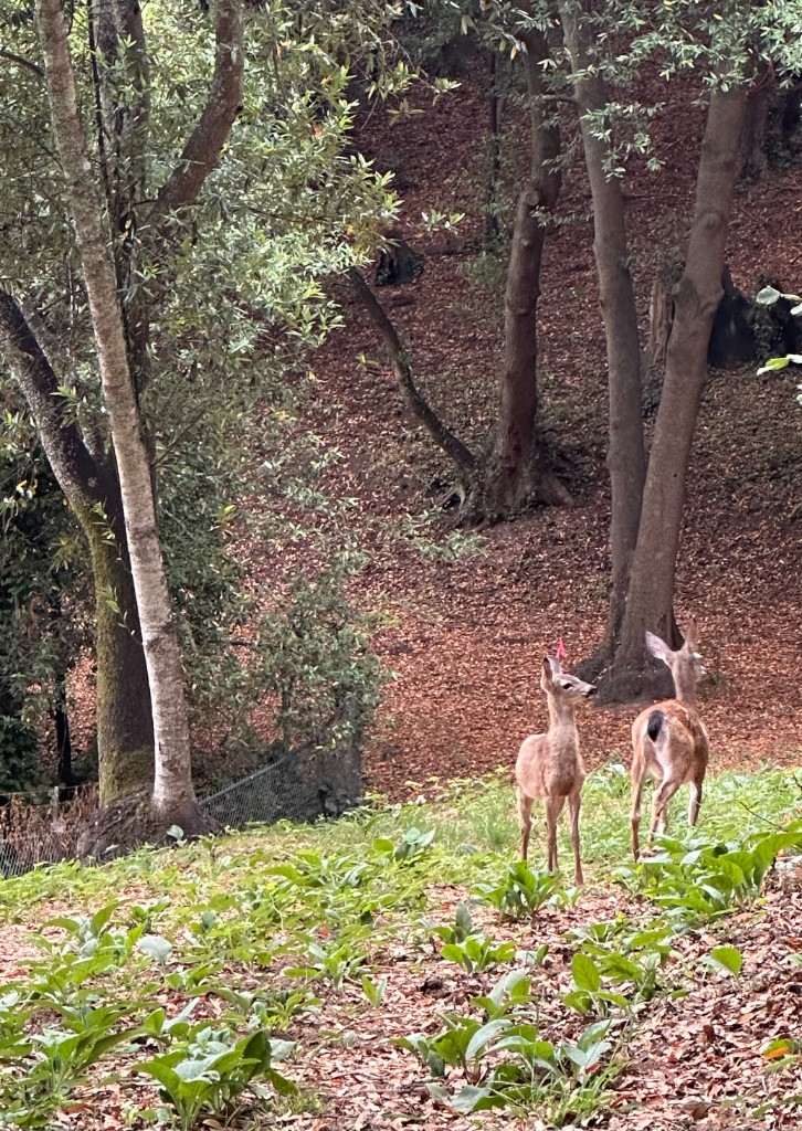Two deer in the wooded slopes of Alta Woods